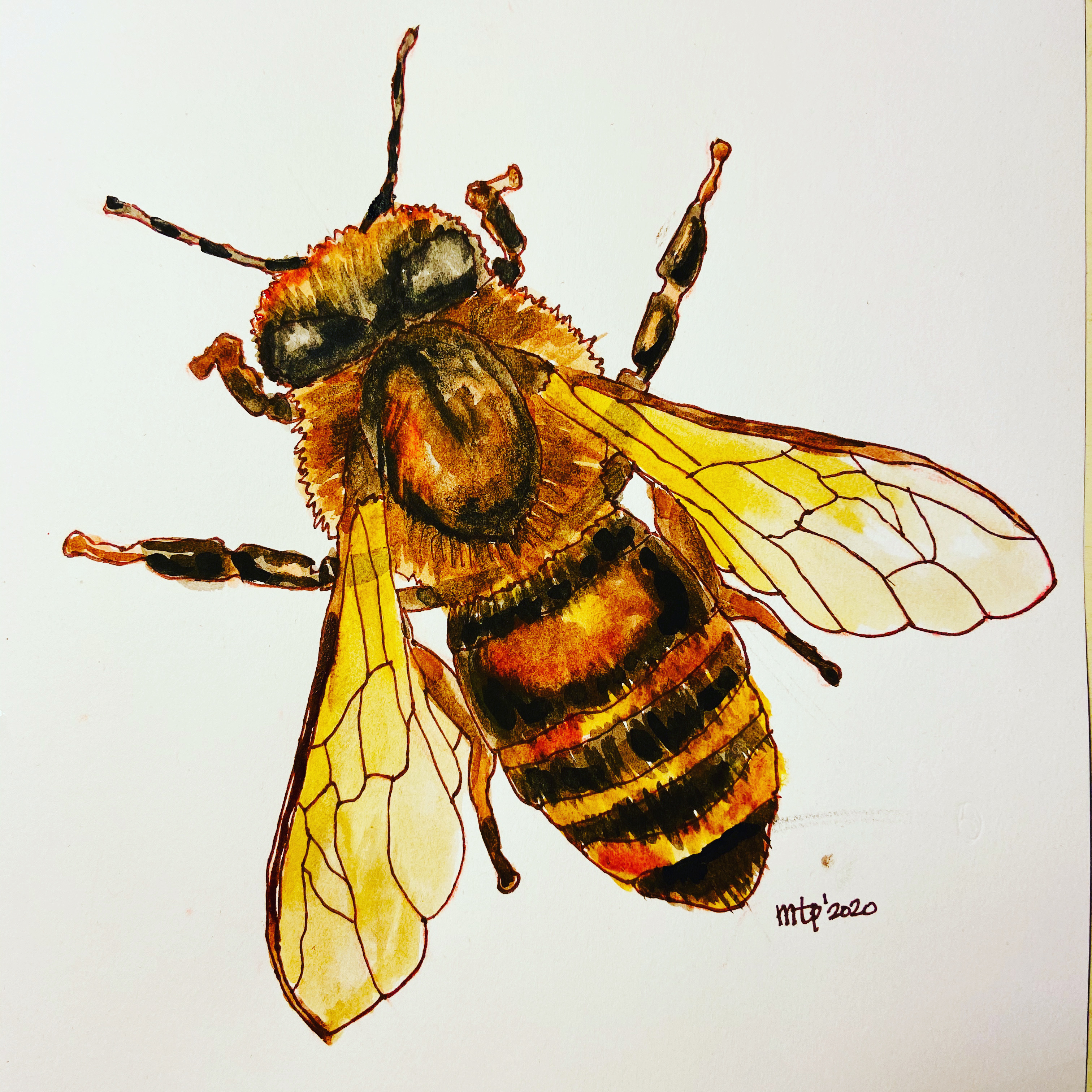 bee drawing